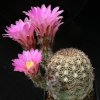 Echinocereus_adustus_1